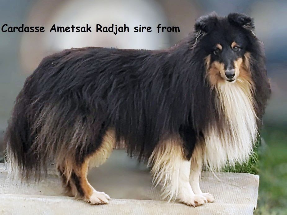 Cardasse Ametsak Radjah sire from