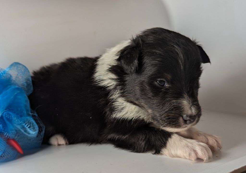 Des loups du coin de la fontaine - Chiot disponible  - Shetland Sheepdog