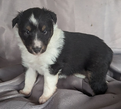 Des loups du coin de la fontaine - Shetland Sheepdog - Portée née le 23/10/2023