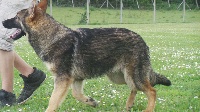 IMPACT des loups du coin de la Fontaine