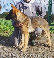 IMALAYA des loups du coin de la fontaine