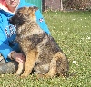 ISA des loups du coin de la fontaine