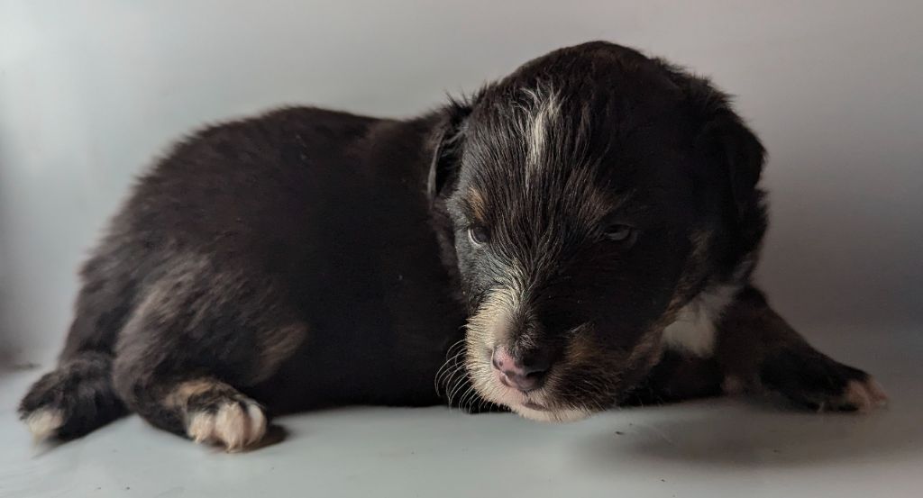 Des loups du coin de la fontaine - Chiot disponible  - Shetland Sheepdog