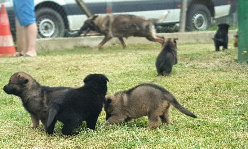 Chiot Berger Allemand Des loups du coin de la fontaine
