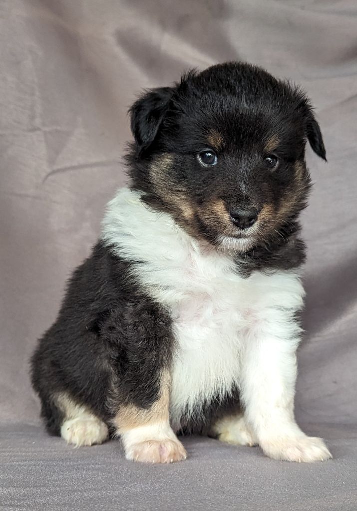 Des loups du coin de la fontaine - Shetland Sheepdog - Portée née le 23/10/2023