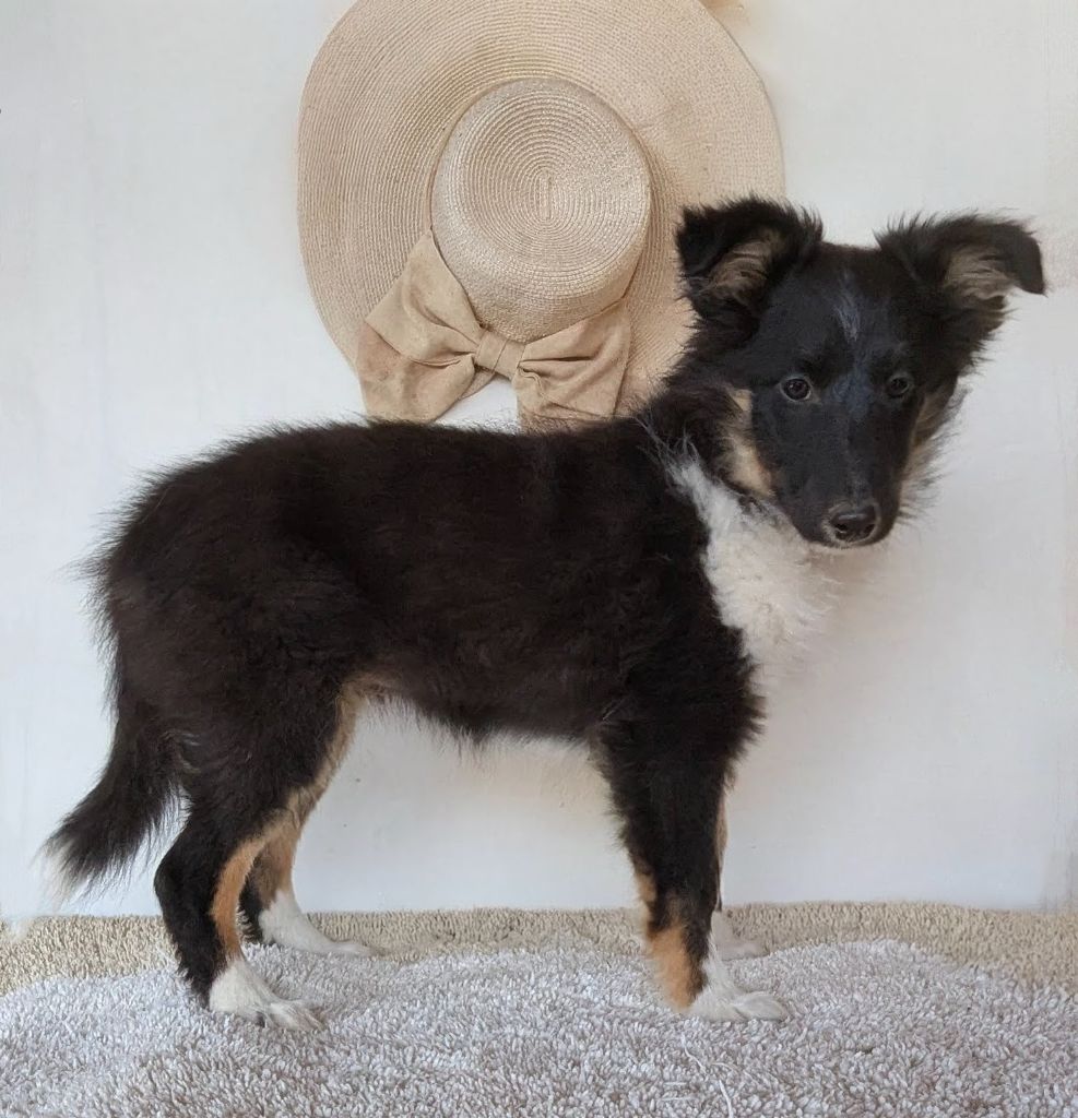 Des loups du coin de la fontaine - Chiots disponibles - Shetland Sheepdog